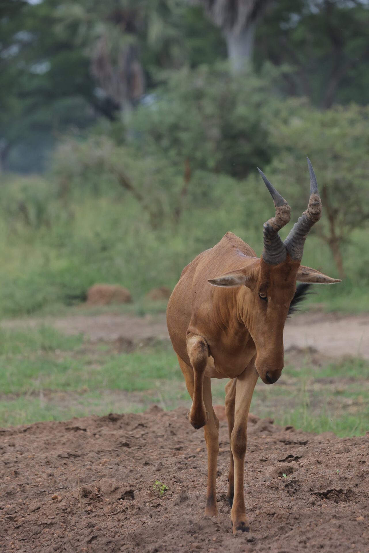 Omuka Africa Safaris (10)
