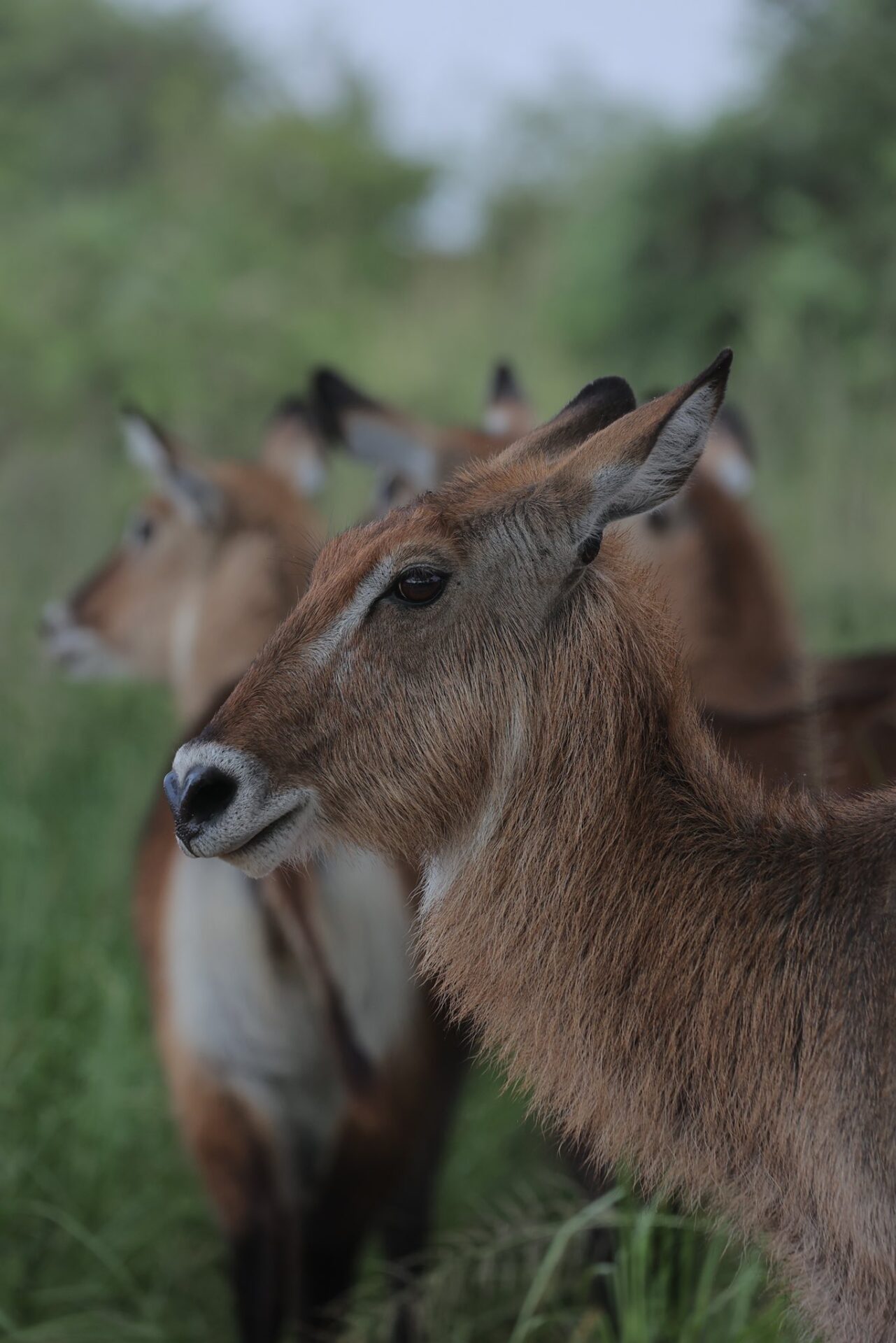 Omuka Africa Safaris (11)