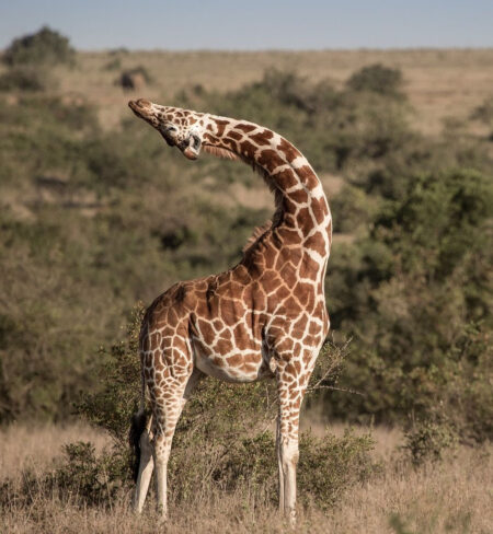 Omuka Africa Safaris gallery (29)