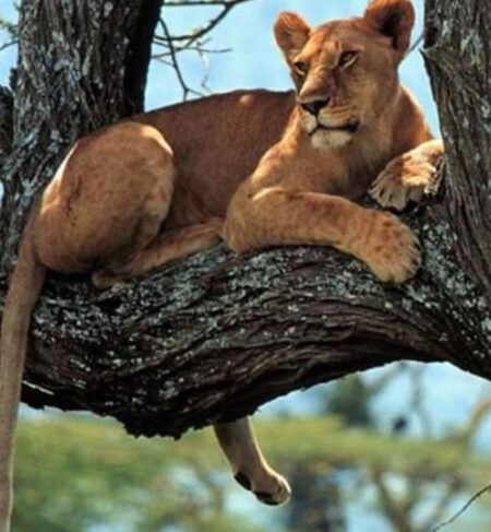 Omuka Africa Safaris gallery (61)