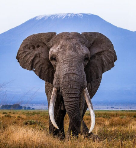 Omuka Africa Safaris gallery(7)